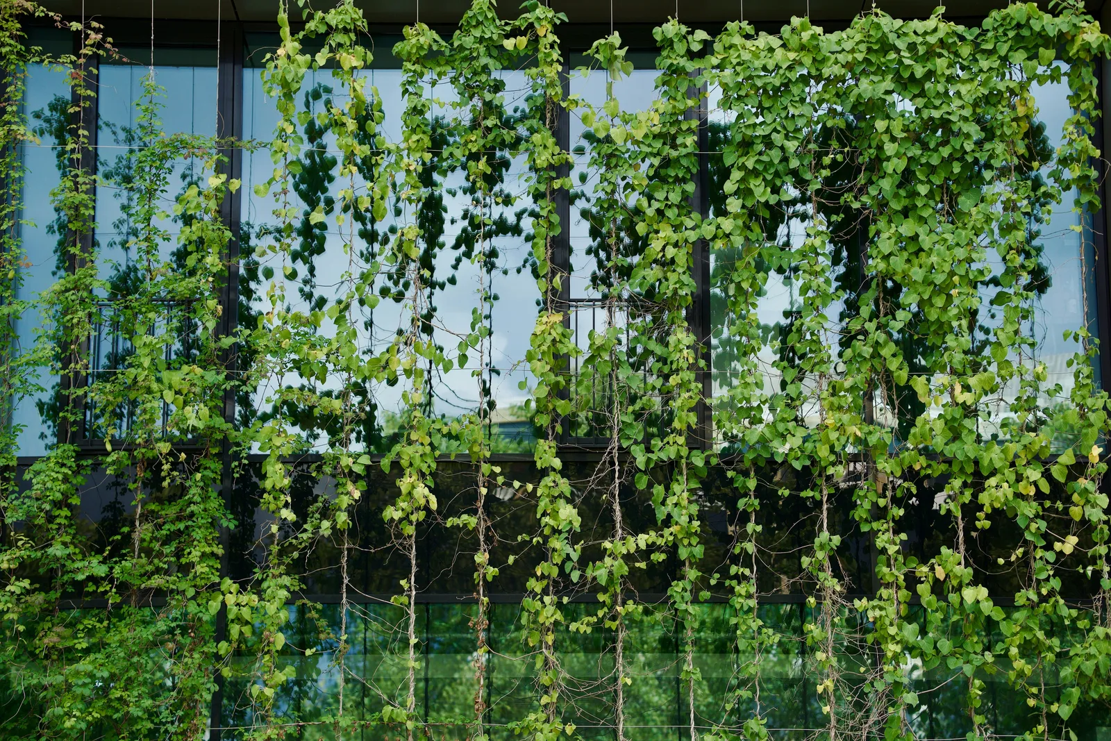 Vertical Gardens